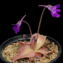 pinguicula rio ara