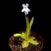 pinguicula vallisneriifolia
