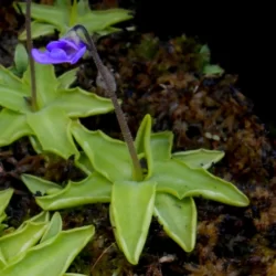 pinguicula vulgaris