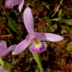 pogonia ophioglossoides moororchidee