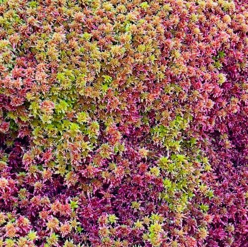 sphagnum