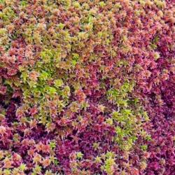 torfmoos sphagnum capillifolium