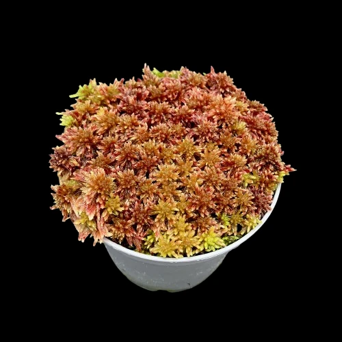 sphagnum rot