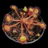 drosera rotundifolia im topf