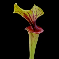 sarracenia f88