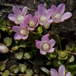 anagallis gauchheil