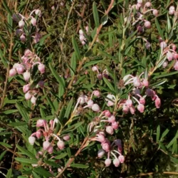 rosmarinheide in blüte