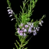 besenheide calluna vulgaris