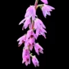 besenheide calluna