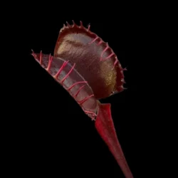 dionaea all red fused