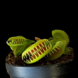 dionaea bloody nurse