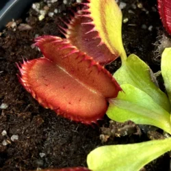 dionaea carboni ardenti