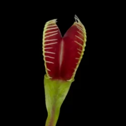 dionaea crocodile venusfliegenfalle