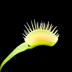 dionaea ghost