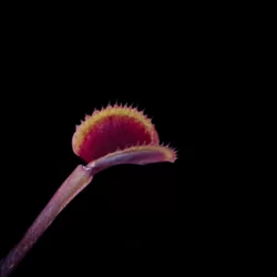 dionaea muscipula Gold Strike