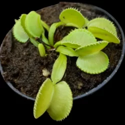 dionaea green wizard