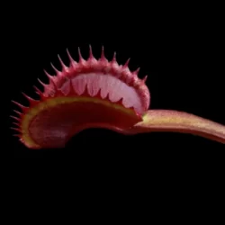 dionaea muscipula red shark teeth