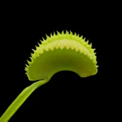 dionaea muscipula sharkteeth dentata