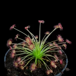 drosera paradoxa