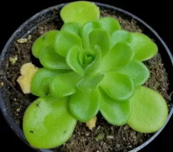 pinguicula agnata