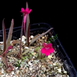 pinguicula calderoniae