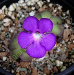 pinguicula cyclosecta