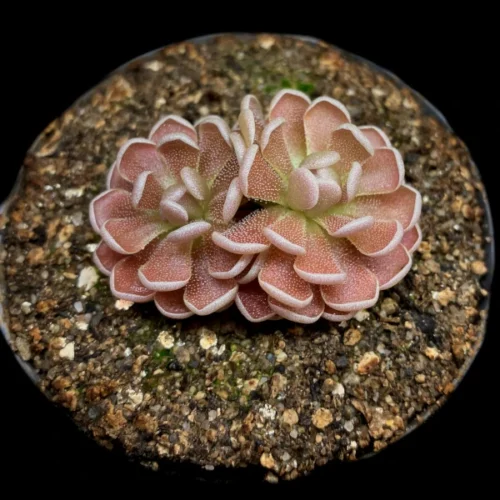 pinguicula debbertiana