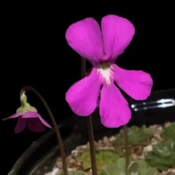 pinguicula ehlersiae blüte