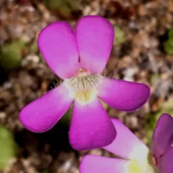 pinguicula esseriana