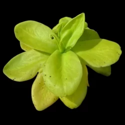 pinguicula gigantea