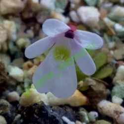 pinguicula gracilis