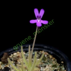 pinguicula gypsicola