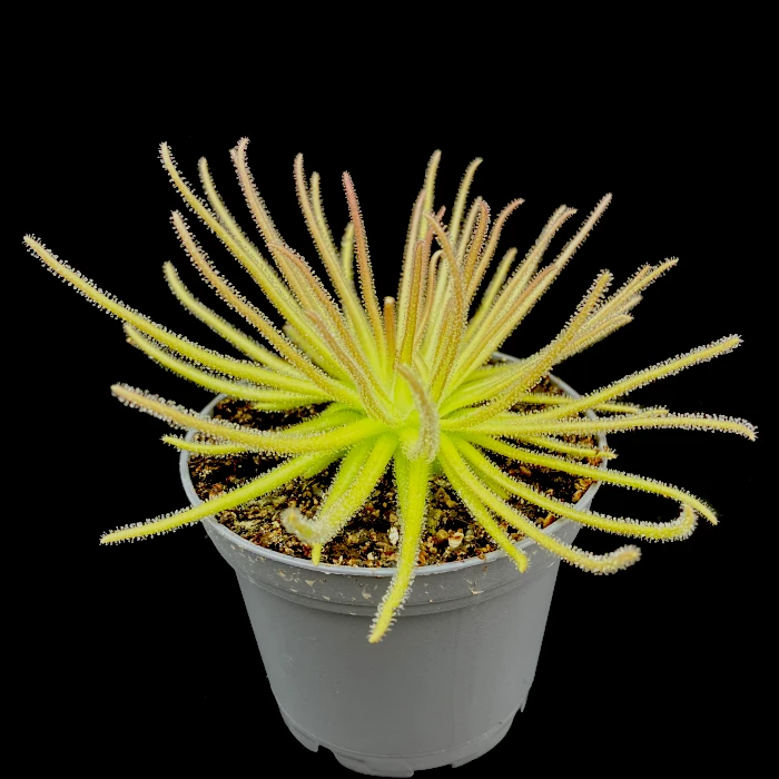 Pinguicula gypsicola – Bild 2