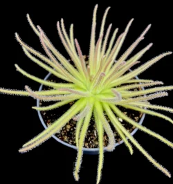pinguicula gypsicola