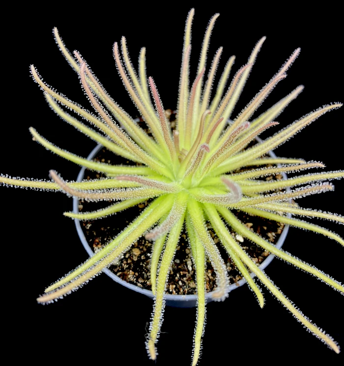 pinguicula gypsicola