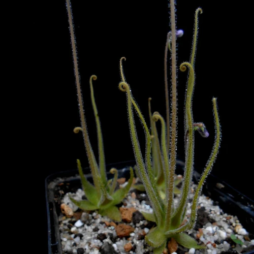 pinguicula heterophylla