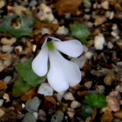 pinguicula immaculata