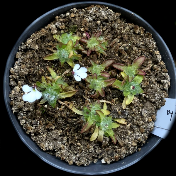 pinguicula immaculata