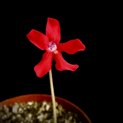 pinguicula laueana geranium flower