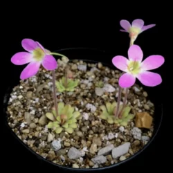 pinguicula laxifolia