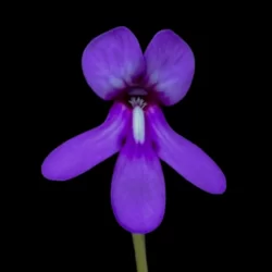 pinguicula macrophylla blüte