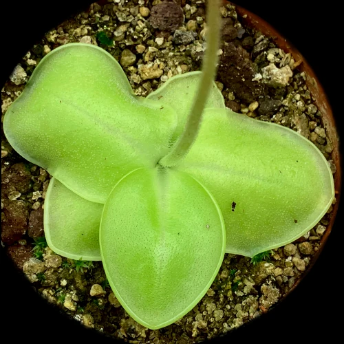 pinguicula macrophylla