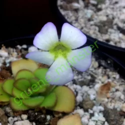 pinguicula martinezii