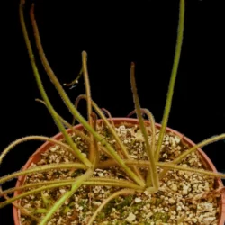 pinguicula medusina