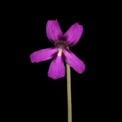 pinguicula moranensis