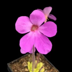 pinguicula pilosa crassifolia