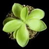 pinguicula pilosa crassifolia