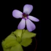 pinguicula tina