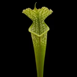 sarracenia leucophylla bens bog