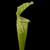 sarracenia leucophylla bens bog